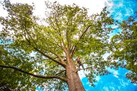 Professional Tree Care in Bolindale, OH