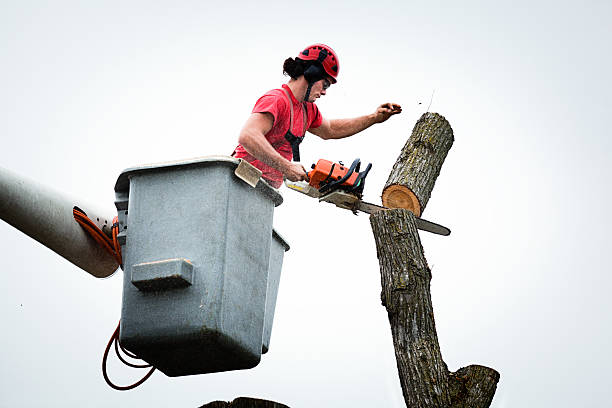 Best Hedge Trimming  in Bolindale, OH